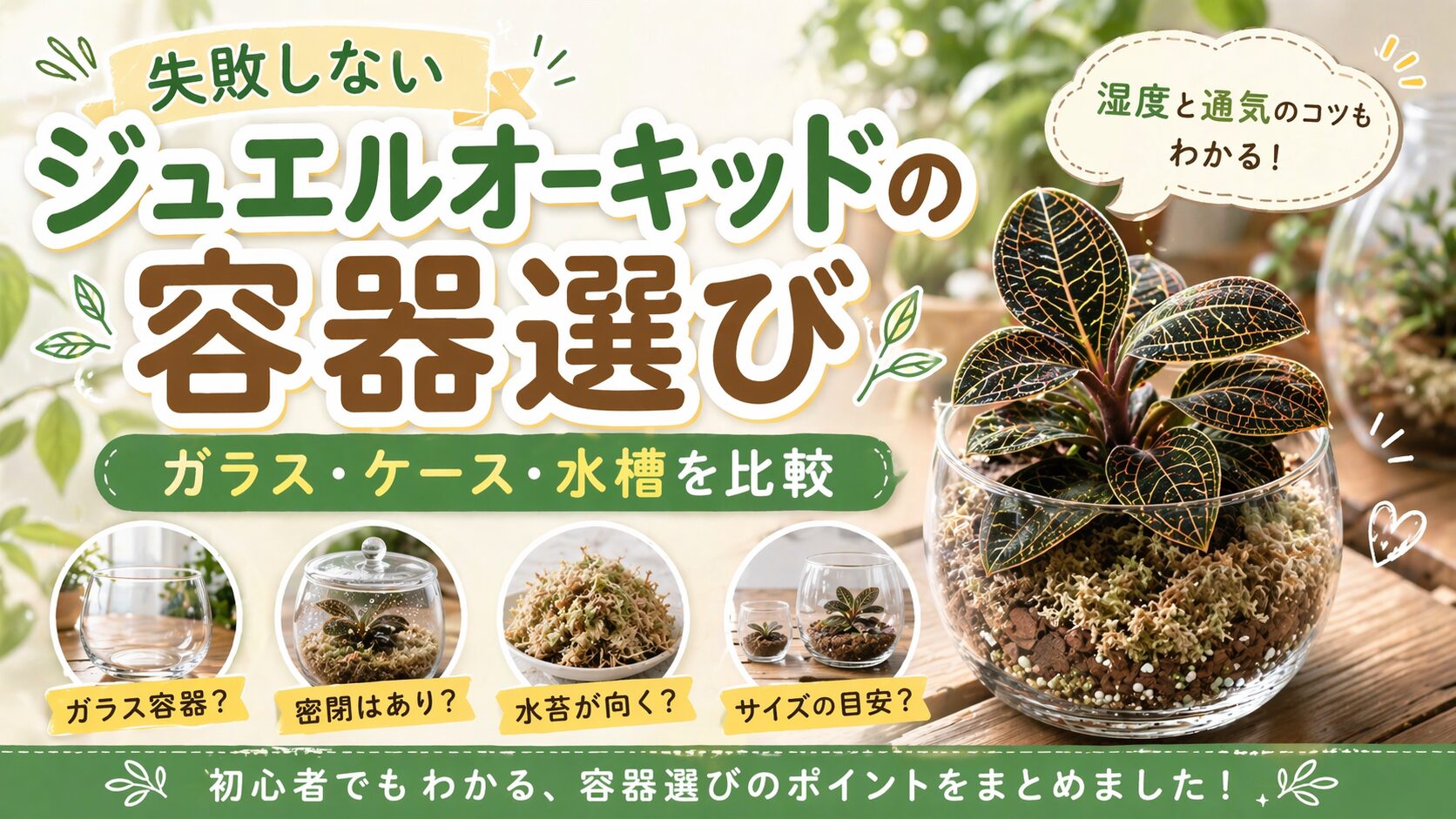 ジュエルオーキッドの容器選びと管理方法をわかりやすく解説 | 植物暮らし
