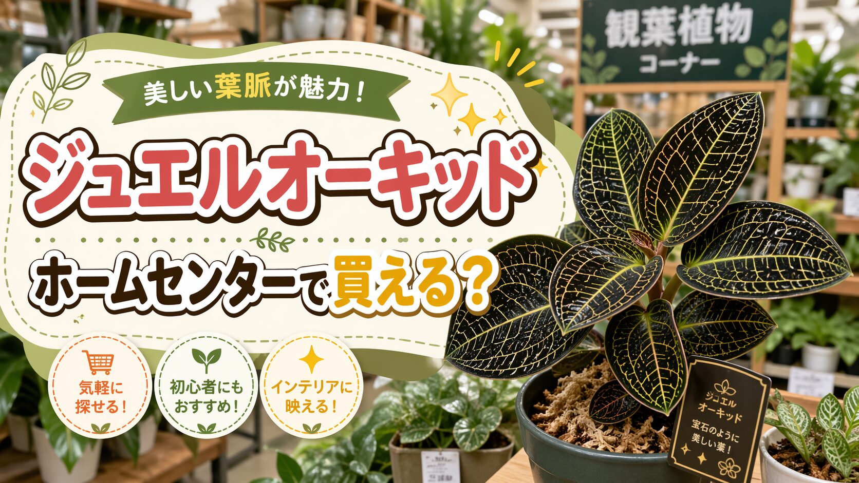ジュエルオーキッドはホームセンターにある？値段と選び方ガイド 
