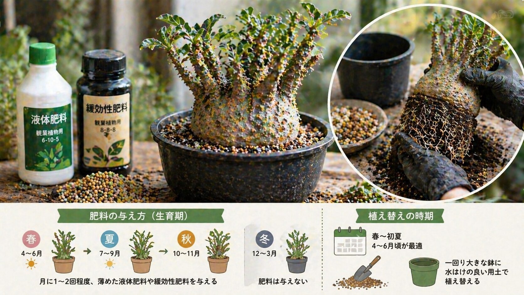 ドルステニアギガスの育て方完全ガイド｜水やりと冬越し対策 | 植物暮らし