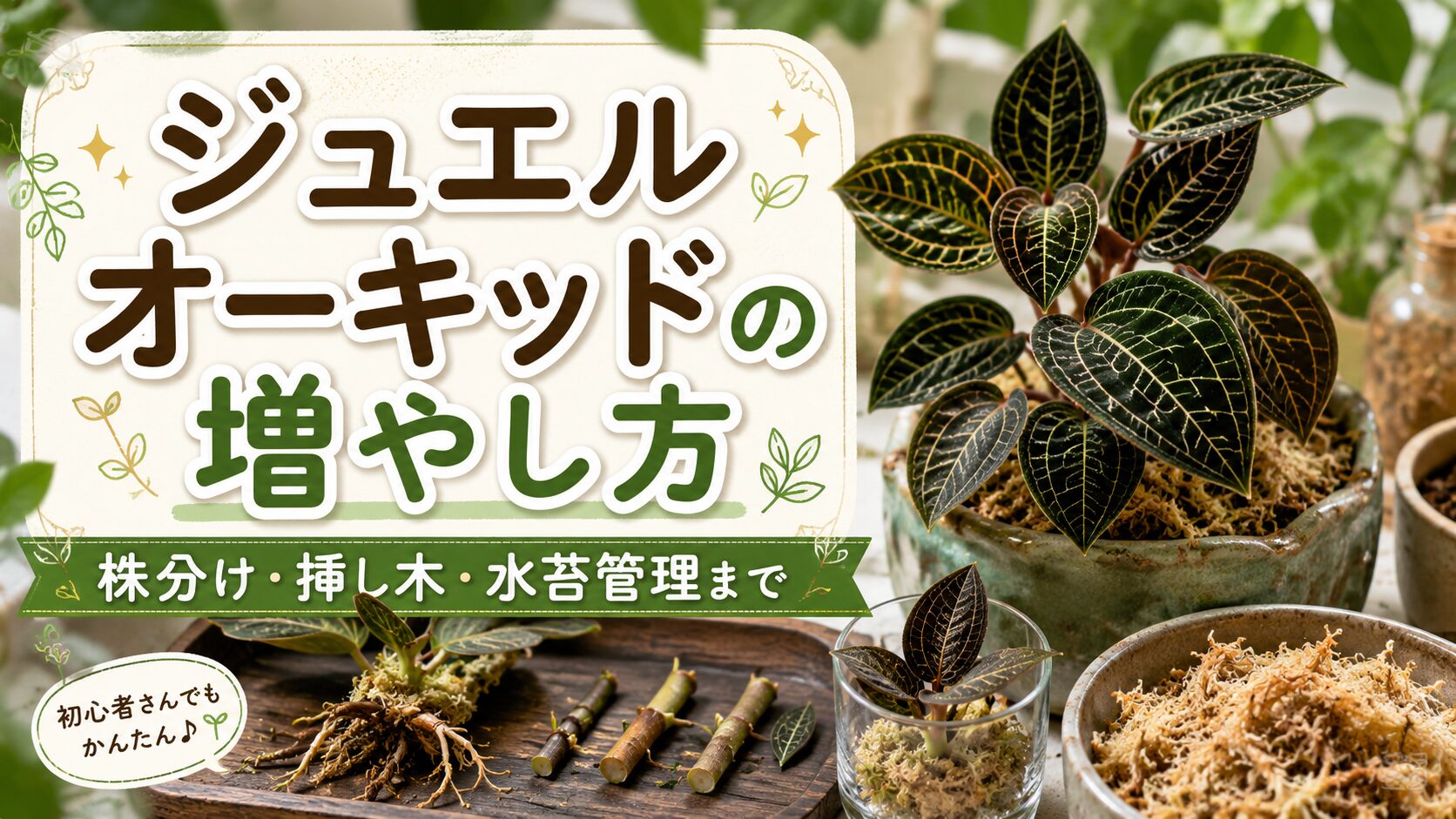 ジュエルオーキッドの増やし方｜株分けと挿し木完全ガイド保存版