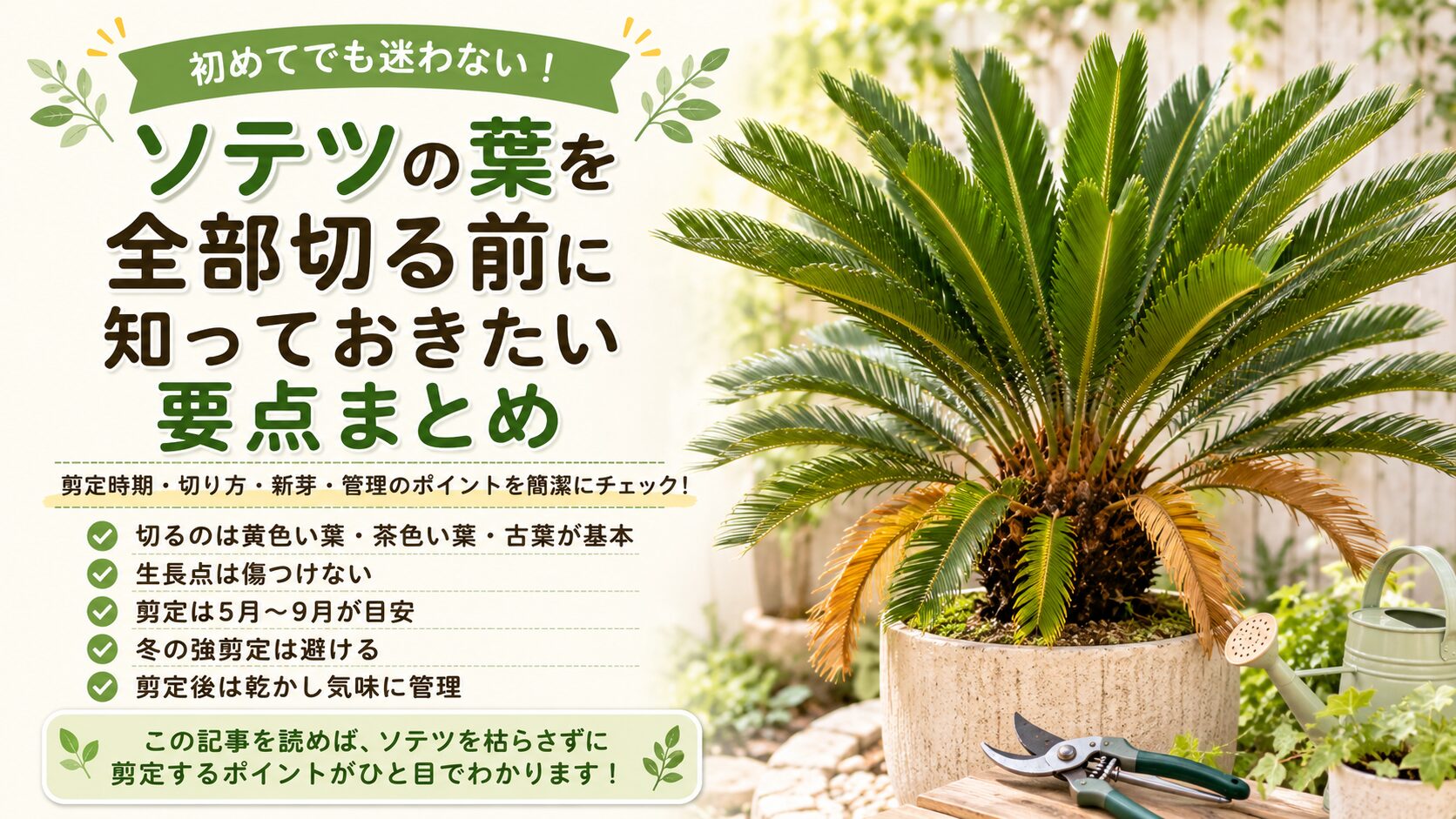 ソテツの葉を全部切る前に知りたい剪定時期と新芽の注意点 | 植物暮らし