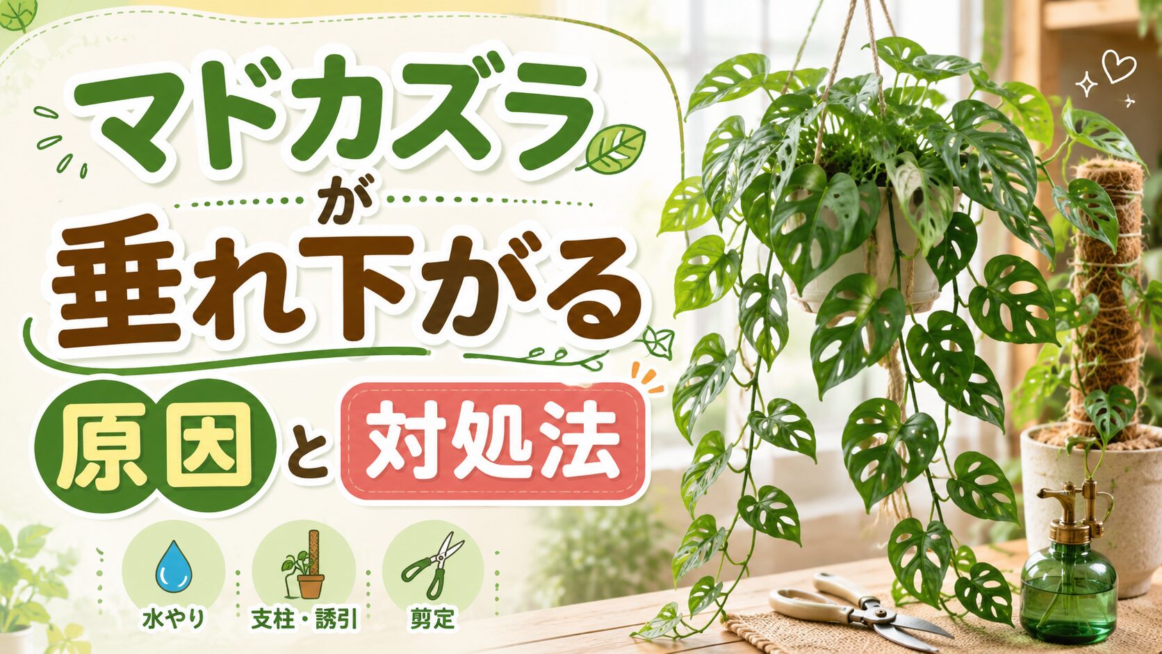 マドカズラが垂れ下がる原因と対処法を紹介するアイキャッチ画像。ハンギングで垂れるマドカズラと支柱、剪定、水やりのポイントをまとめたデザイン。