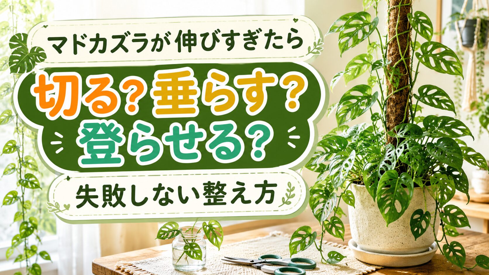 マドカズラが伸びすぎた時の整え方を紹介するアイキャッチ画像。支柱に登るマドカズラと剪定ばさみ、水挿し用の容器を配置したデザイン。