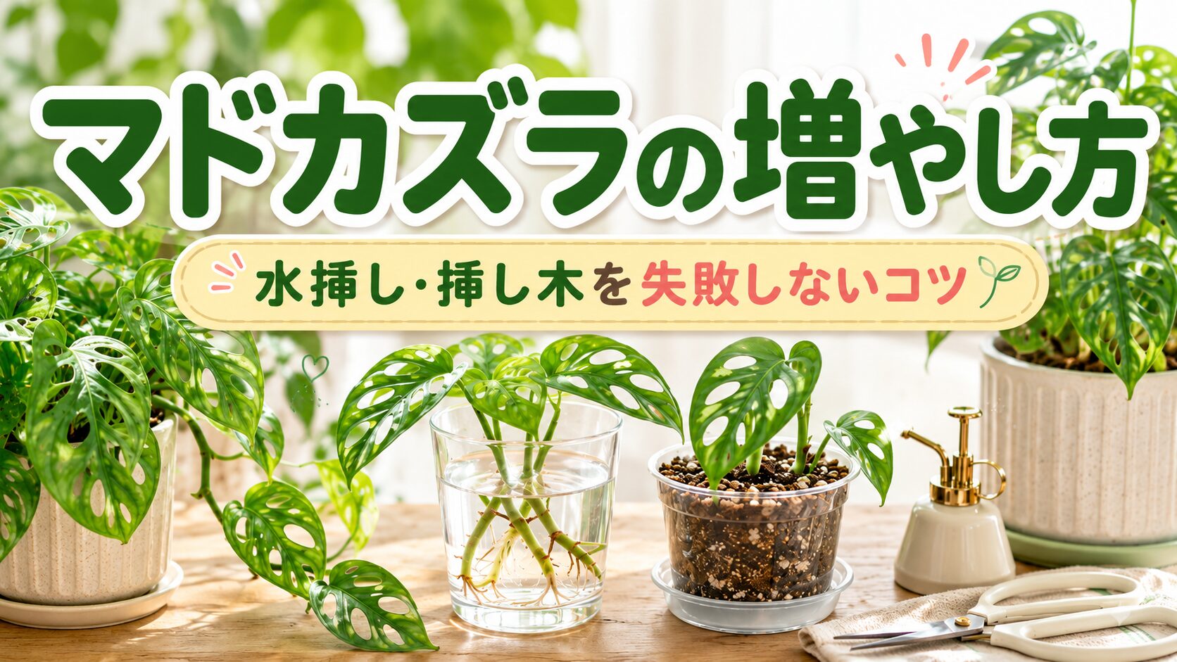 マドカズラの増やし方を紹介するアイキャッチ画像。水挿しした茎、挿し木用の鉢、マドカズラの株を並べたデザイン。
