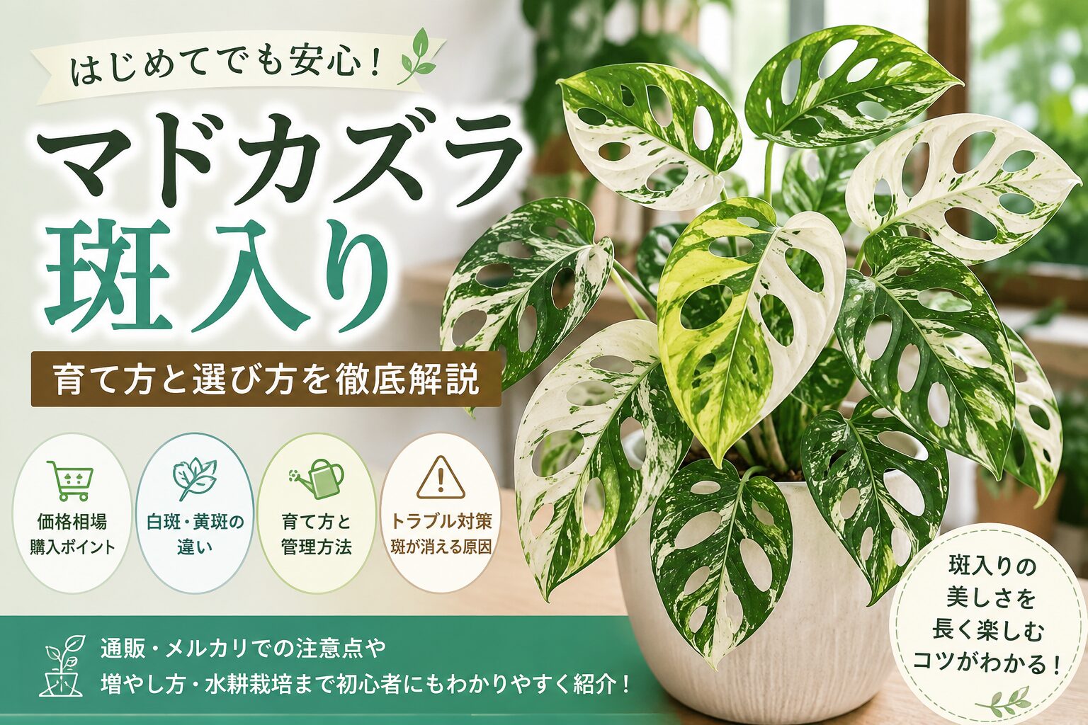 斑入りマドカズラの育て方と選び方を紹介するアイキャッチ画像。白斑や黄斑が入ったマドカズラの葉と、価格相場、購入ポイント、管理方法をまとめたデザイン。