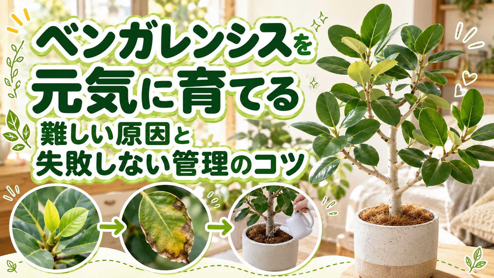 ベンガレンシスを元気に育てるためのアイキャッチ画像。白い幹と丸い葉が特徴のフィカス・ベンガレンシスを大きく配置し、難しい原因と失敗しない管理のコツを紹介。下部には新芽、葉の傷み、水やりの様子を丸枠で示している。