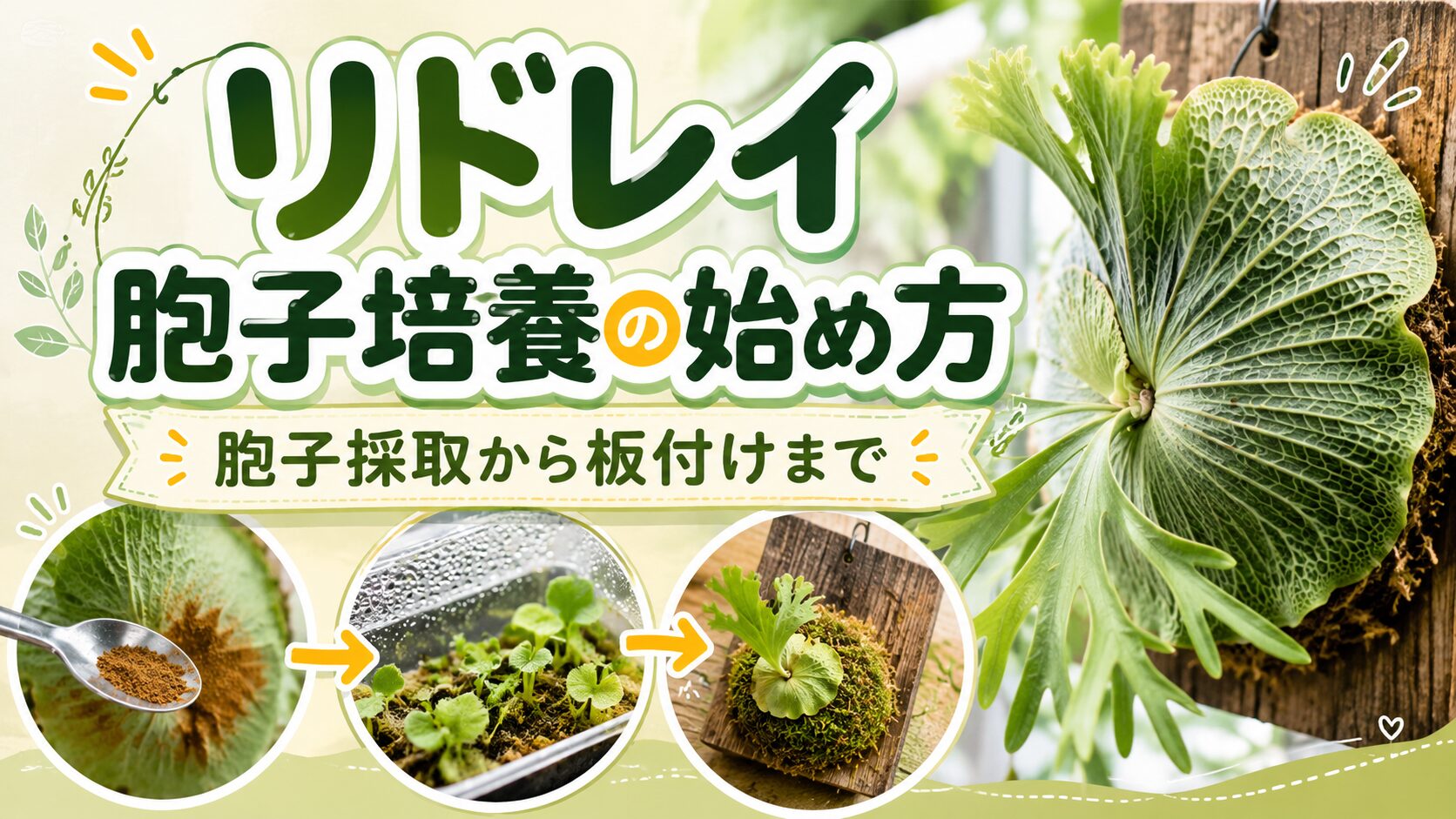 リドレイの胞子培養の始め方を示すアイキャッチ画像。胞子採取、前葉体と胞子体の育成、板付けまでの流れを解説。