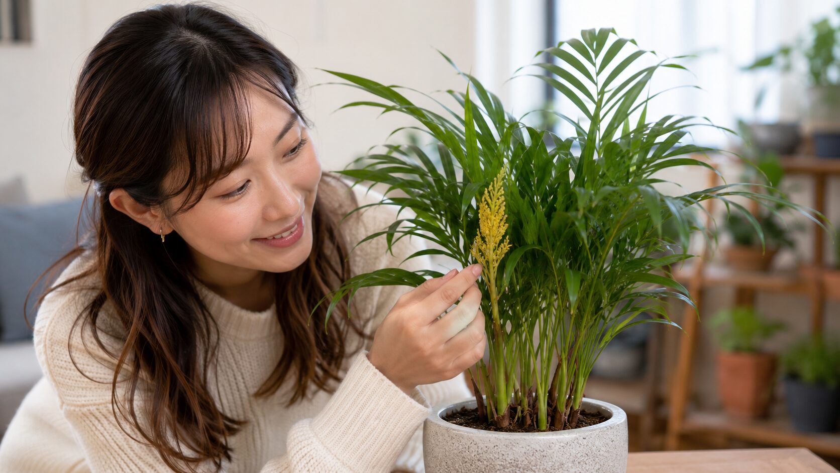 日本人女性が鉢植えのテーブルヤシに咲いた黄色い花を観察し、テーブルヤシが開花する様子を伝える画像