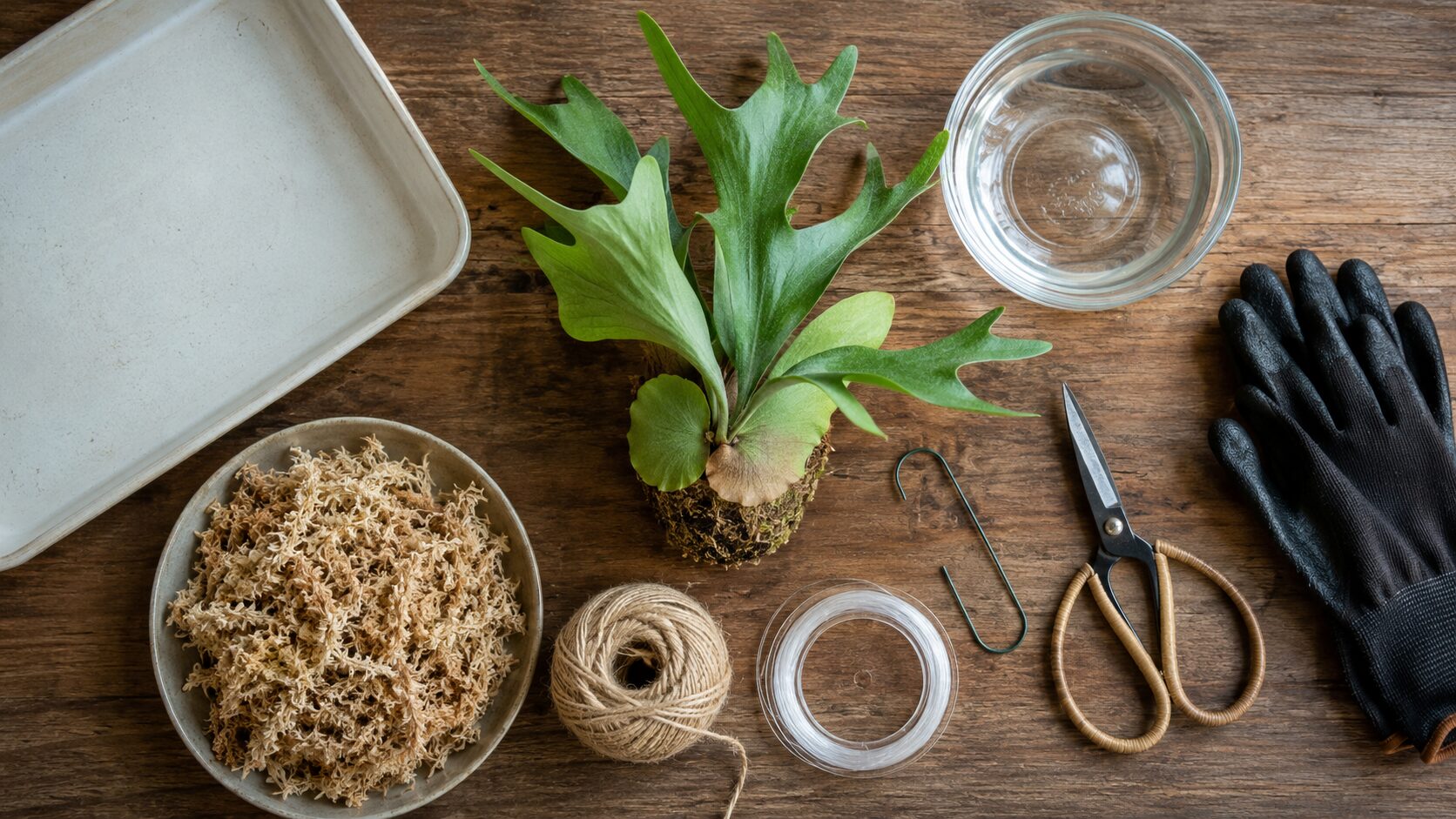 ビカクシダの苔玉作りに使う水苔、麻ひも、テグス、ハサミ、フック、手袋、苗を木製テーブルに並べた様子