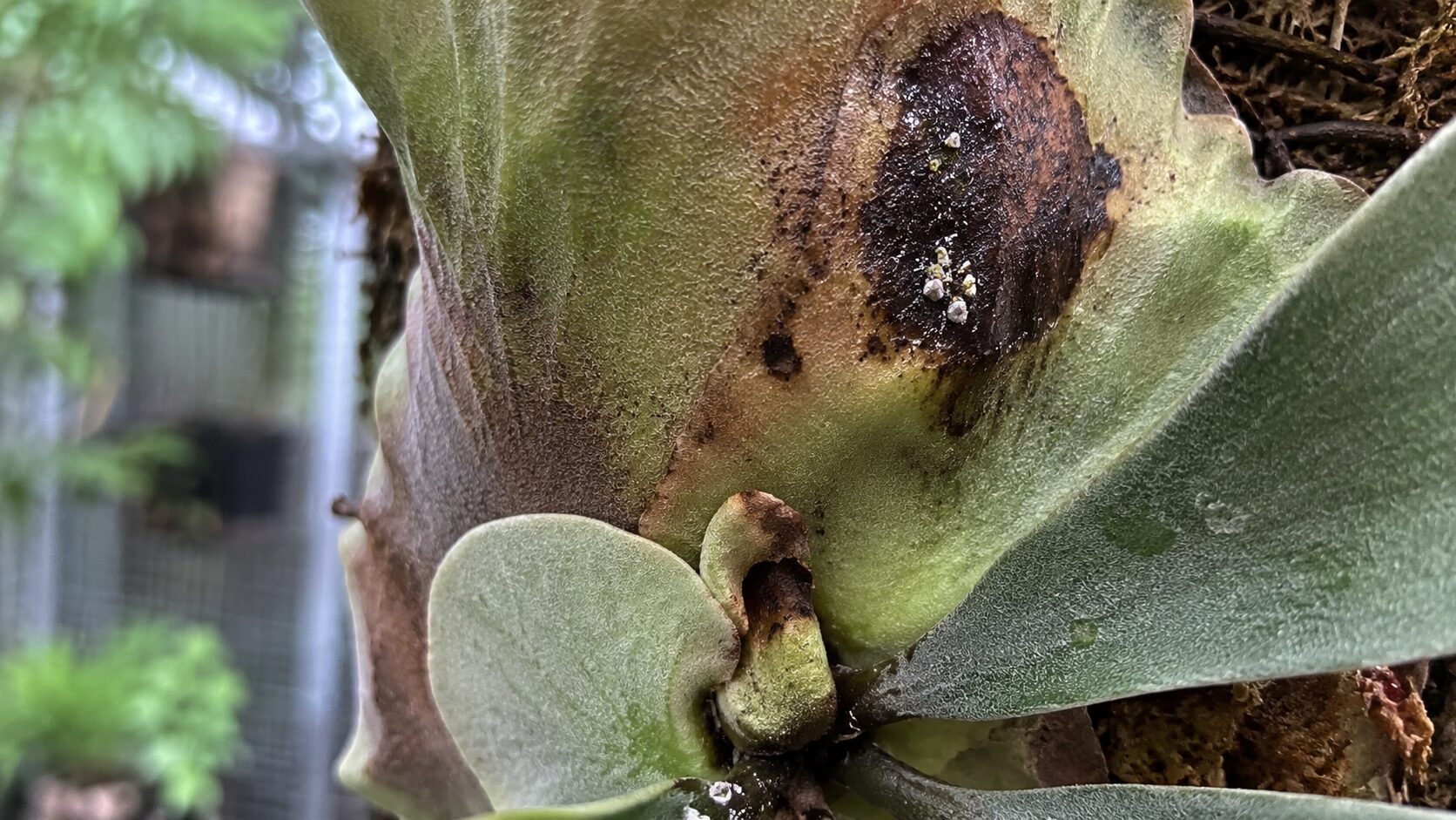 ビカクシダリドレイの葉に黒い傷みと白い害虫のような付着物が見られる、病害虫被害を示した接写写真