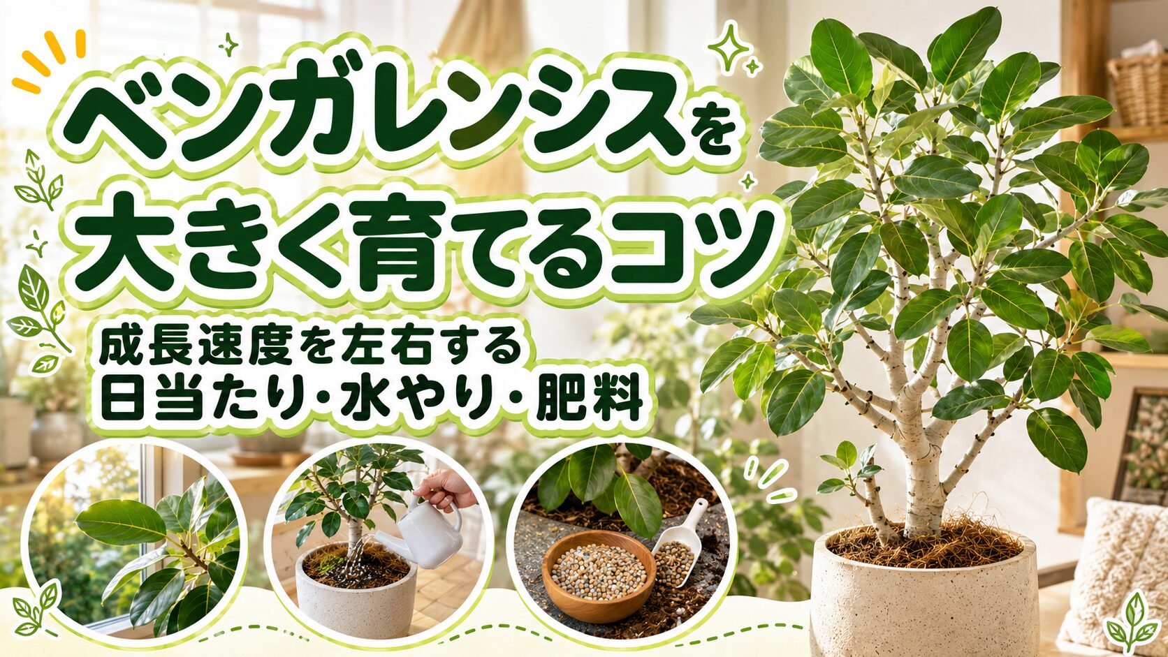 ベンガレンシスを大きく育てるコツを紹介するアイキャッチ画像。明るい室内で育つベンガレンシスと、日当たり・水やり・肥料の管理ポイントをイメージできる構成。