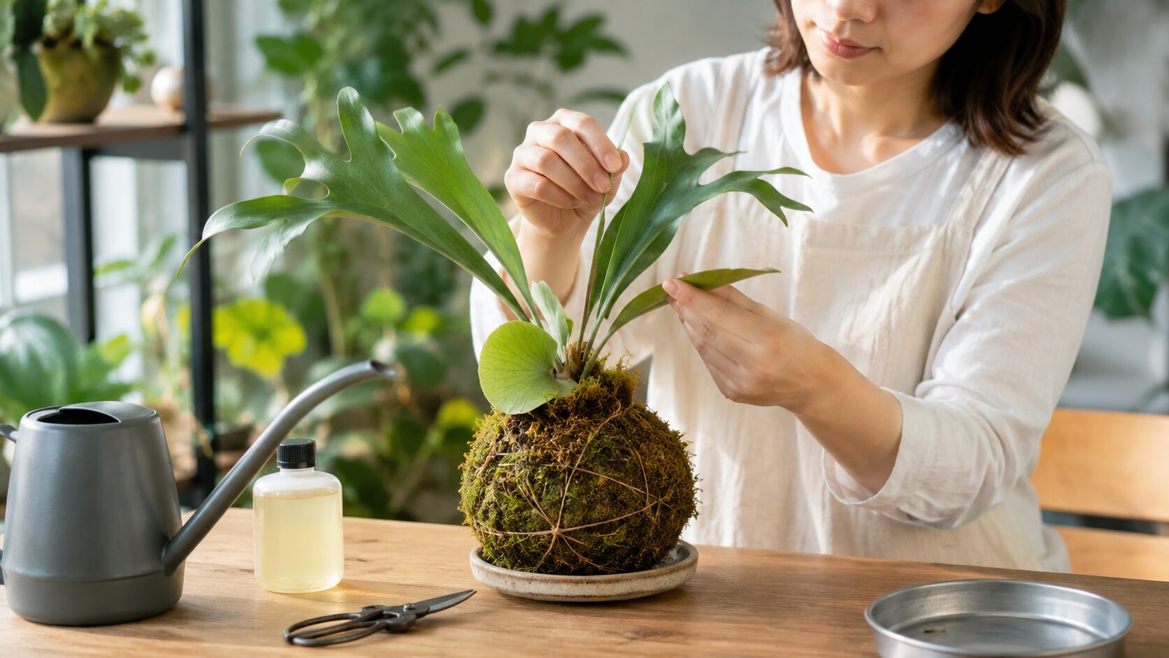 日本人女性がビカクシダの苔玉を手入れしながら肥料や葉の状態を確認している様子。日常メンテナンスの実写写真
