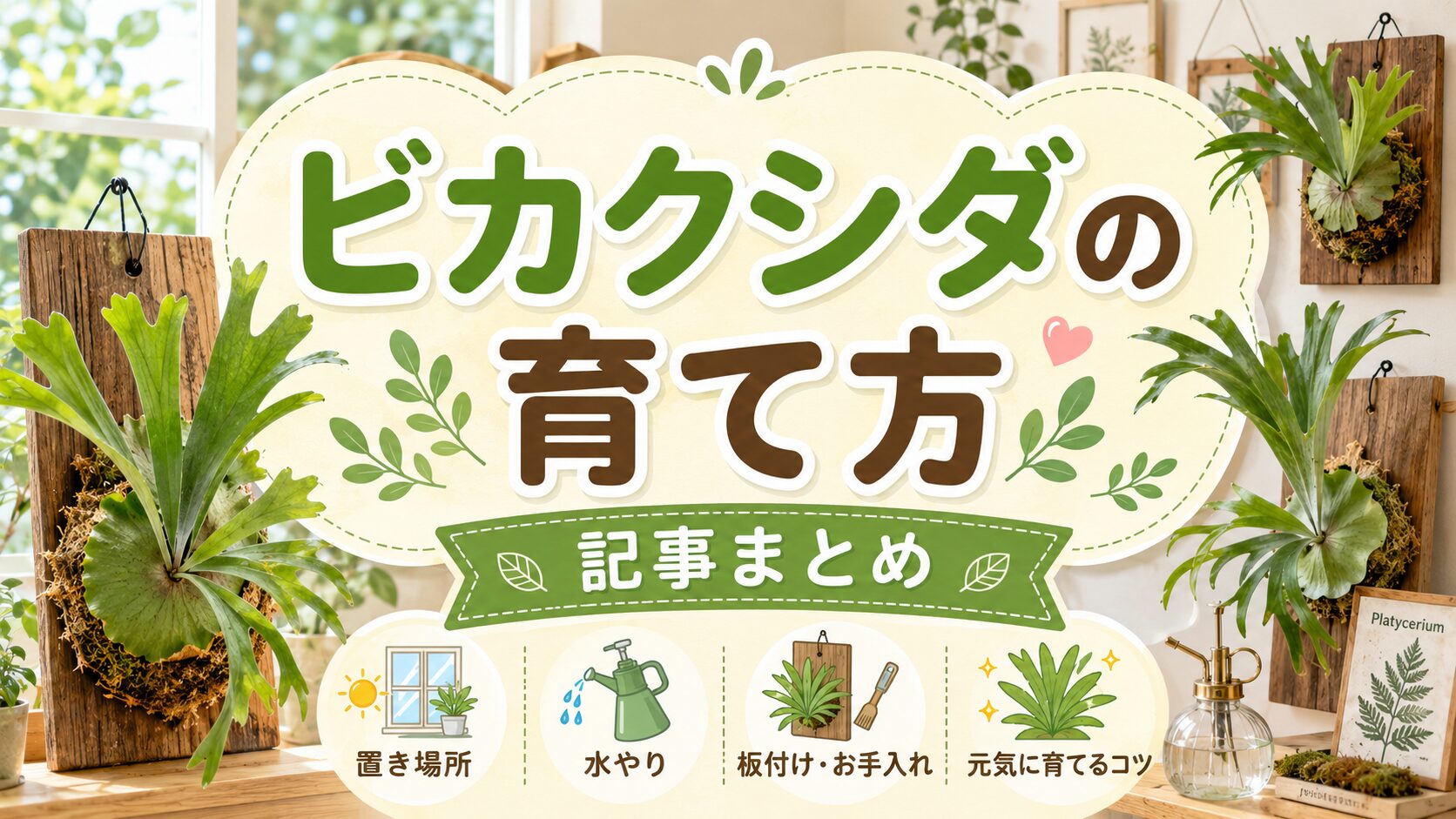ビカクシダの育て方記事まとめのアイキャッチ画像。板付けしたビカクシダを背景に、置き場所・水やり・板付けとお手入れ・元気に育てるコツを分かりやすく紹介するデザイン。
