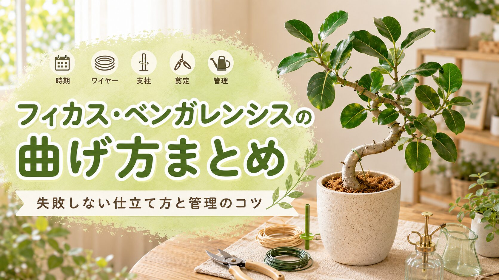 フィカス・ベンガレンシスの曲げ方まとめとして、曲げた幹の株とワイヤー、支柱、剪定、管理のポイントを室内で分かりやすく紹介した画像