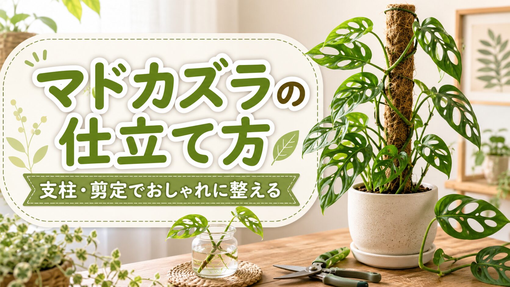 マドカズラの仕立て方を紹介するアイキャッチ画像。支柱に誘引したマドカズラと剪定ばさみ、水挿しの茎を配置したデザイン。