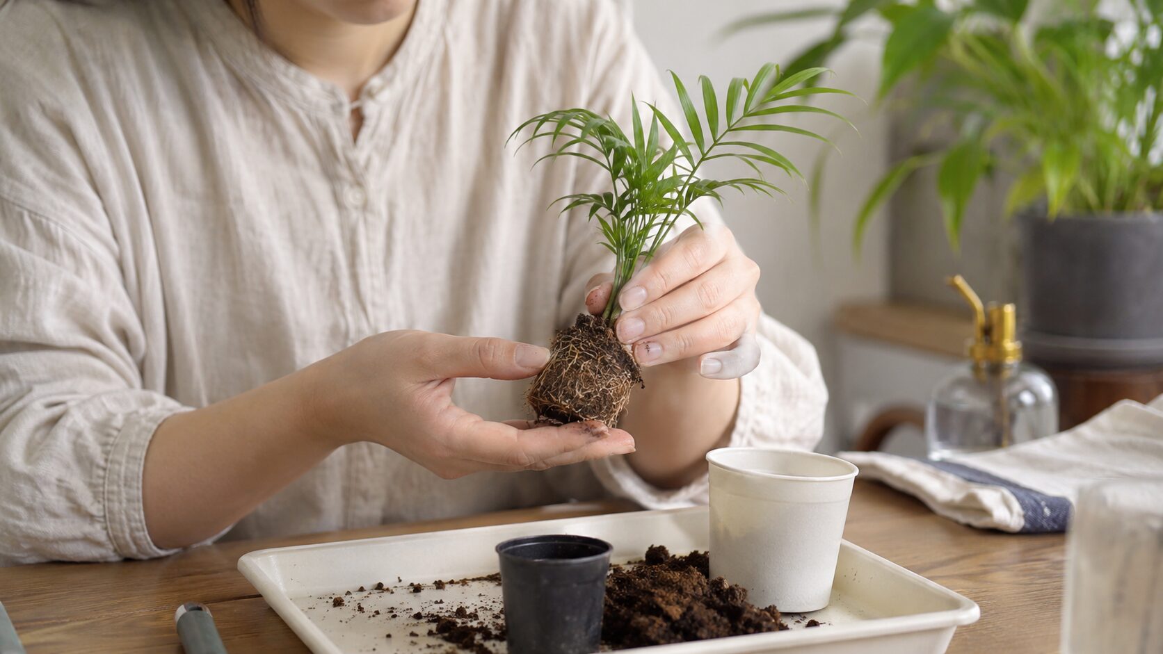 小さなテーブルヤシの苗を鉢に植えた様子。100均苗は根が弱いため、無理に細かく株分けしない注意点をイメージできる画像。