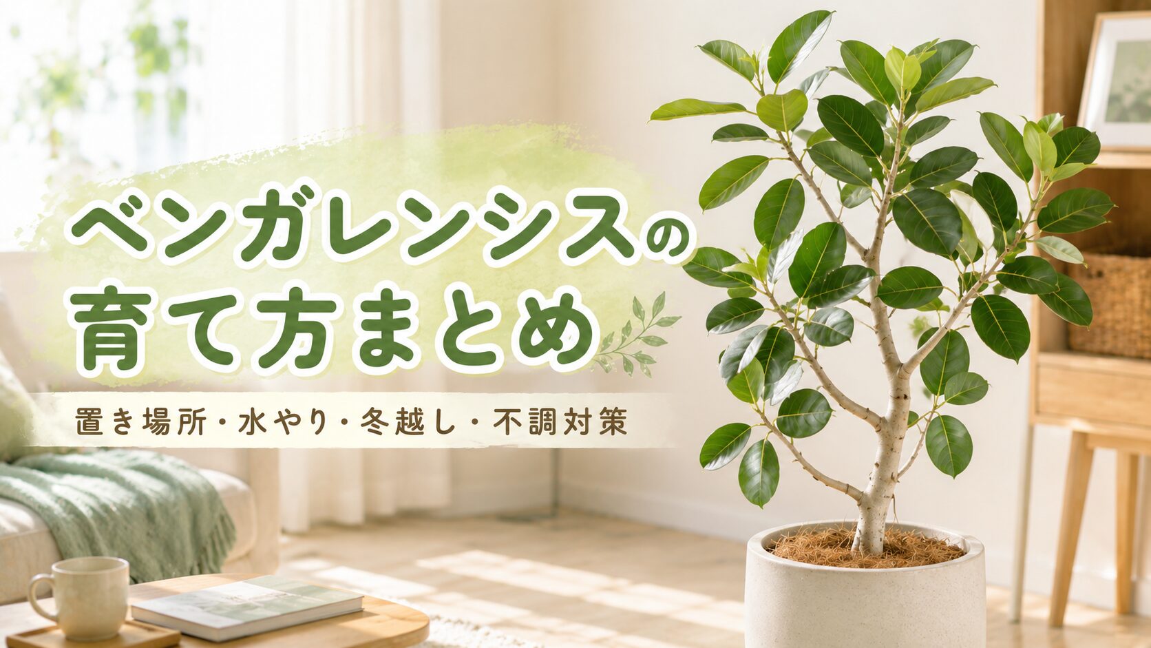 明るい室内で育つ鉢植えのベンガレンシスと、置き場所・水やり・冬越し・不調対策をまとめた画像