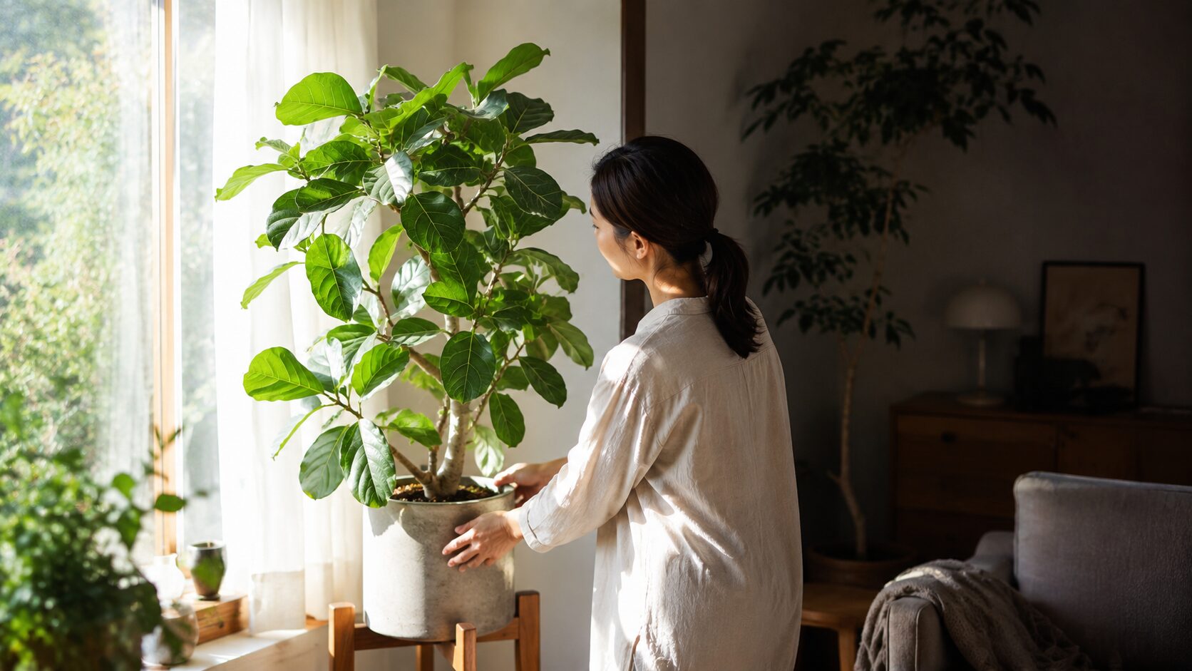 日本人女性が明るい窓辺でフィカス・ベンガレンシスの置き場所を整え、日当たりを確認している室内管理の様子