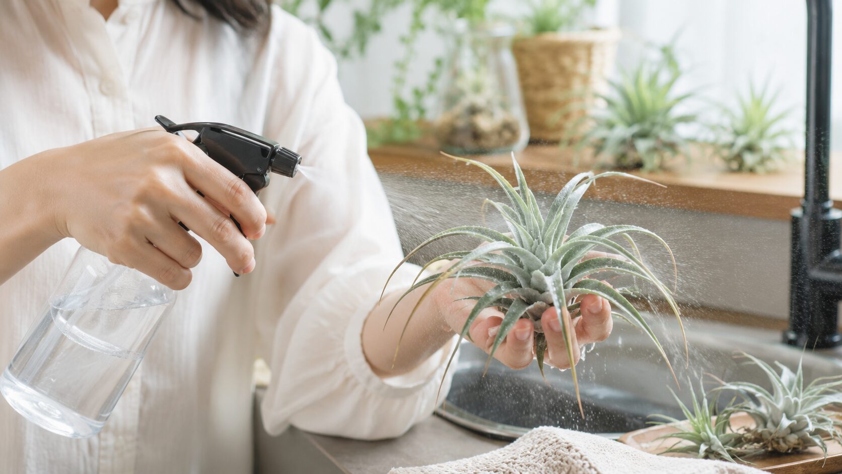 霧吹きでエアプランツ全体に水をかけ、葉の表面までしっかり濡らしている手元の様子
