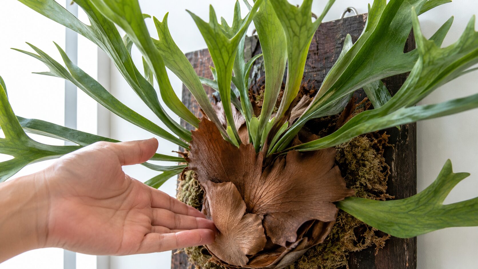 板付けしたビカクシダの茶色くなった貯水葉を手で示し、自然な変化を確認している接写画像
