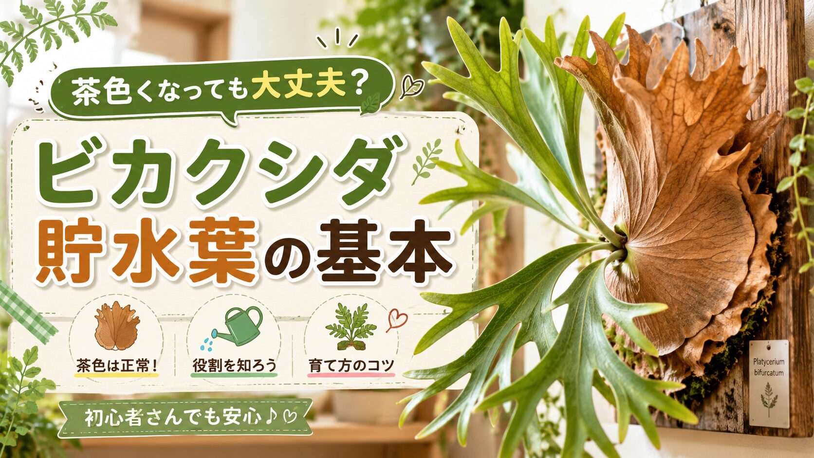 茶色い貯水葉と緑の胞子葉が見えるビカクシダのアイキャッチ画像。貯水葉の基本や茶色くなる理由を初心者向けに解説する内容。