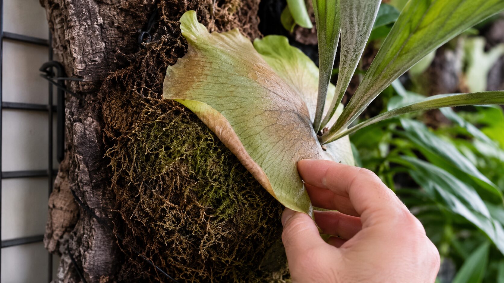 ビカクシダのめくれた貯水葉を手でそっと確認している接写写真。水苔との密着や乾燥状態を見直す場面。
