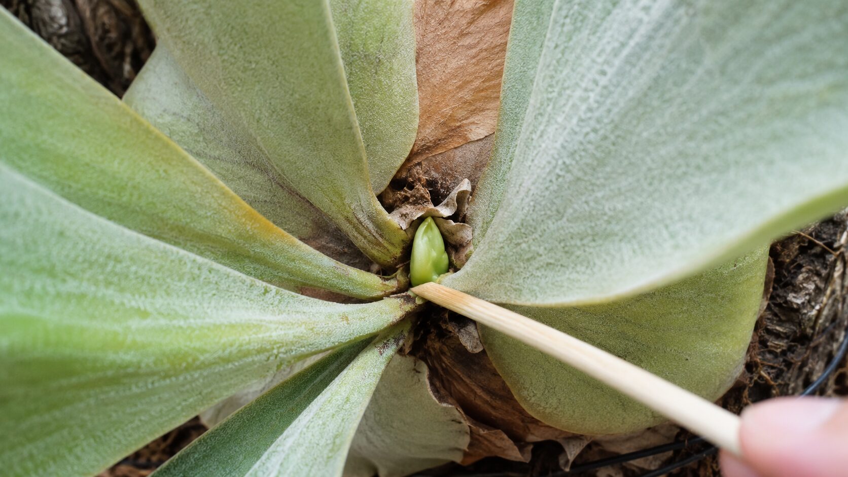 ビカクシダの中心にある緑の新芽と成長点を木の棒で示している接写写真。貯水葉や胞子葉の成長確認に適した画像。