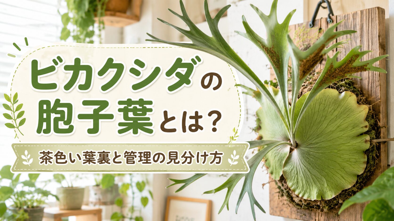 ```html
ビカクシダの胞子葉とは?管理と見分け方