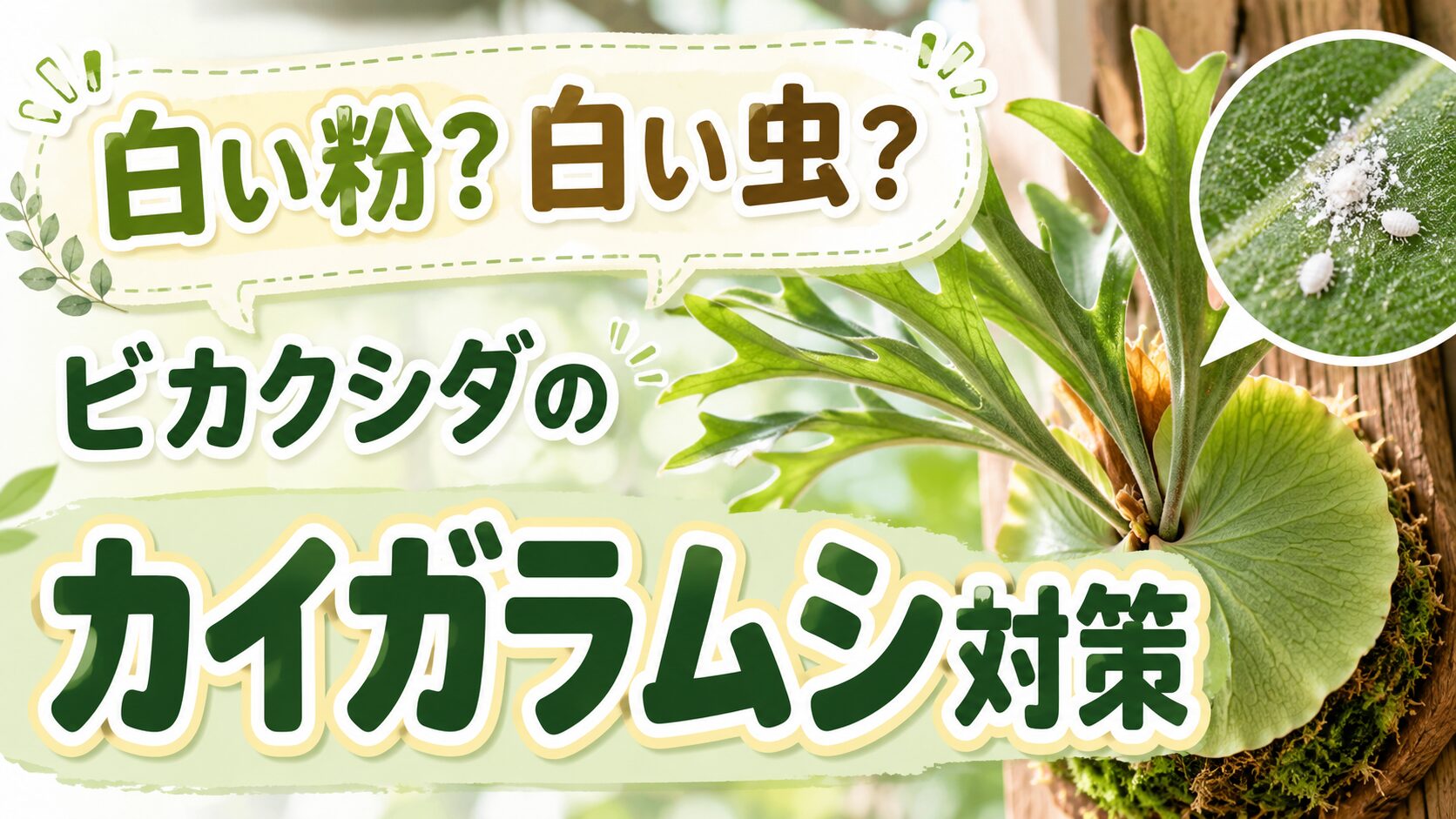 白い粉や白い虫が付いたビカクシダとカイガラムシ対策を示すアイキャッチ
