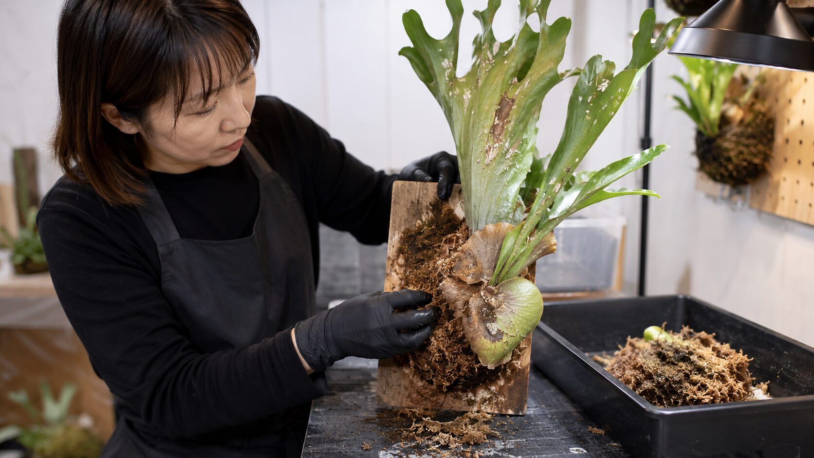 日本人女性が重症化したビカクシダを板から外し、水苔を取り除きながら隔離作業をしている画像