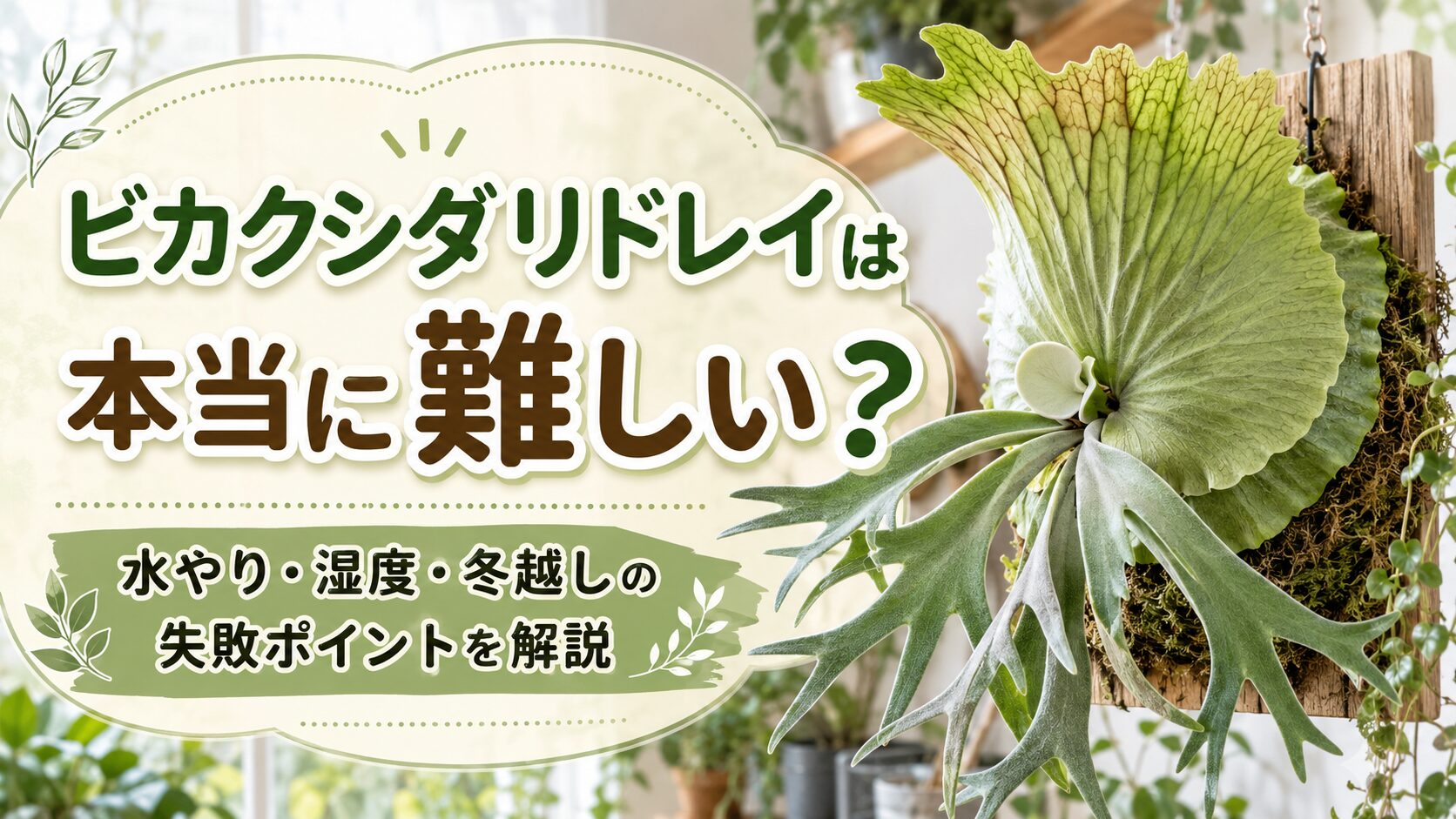 ビカクシダリドレイは本当に難しいのかをテーマに、水やり・湿度・冬越しの失敗ポイントを解説するアイキャッチ画像