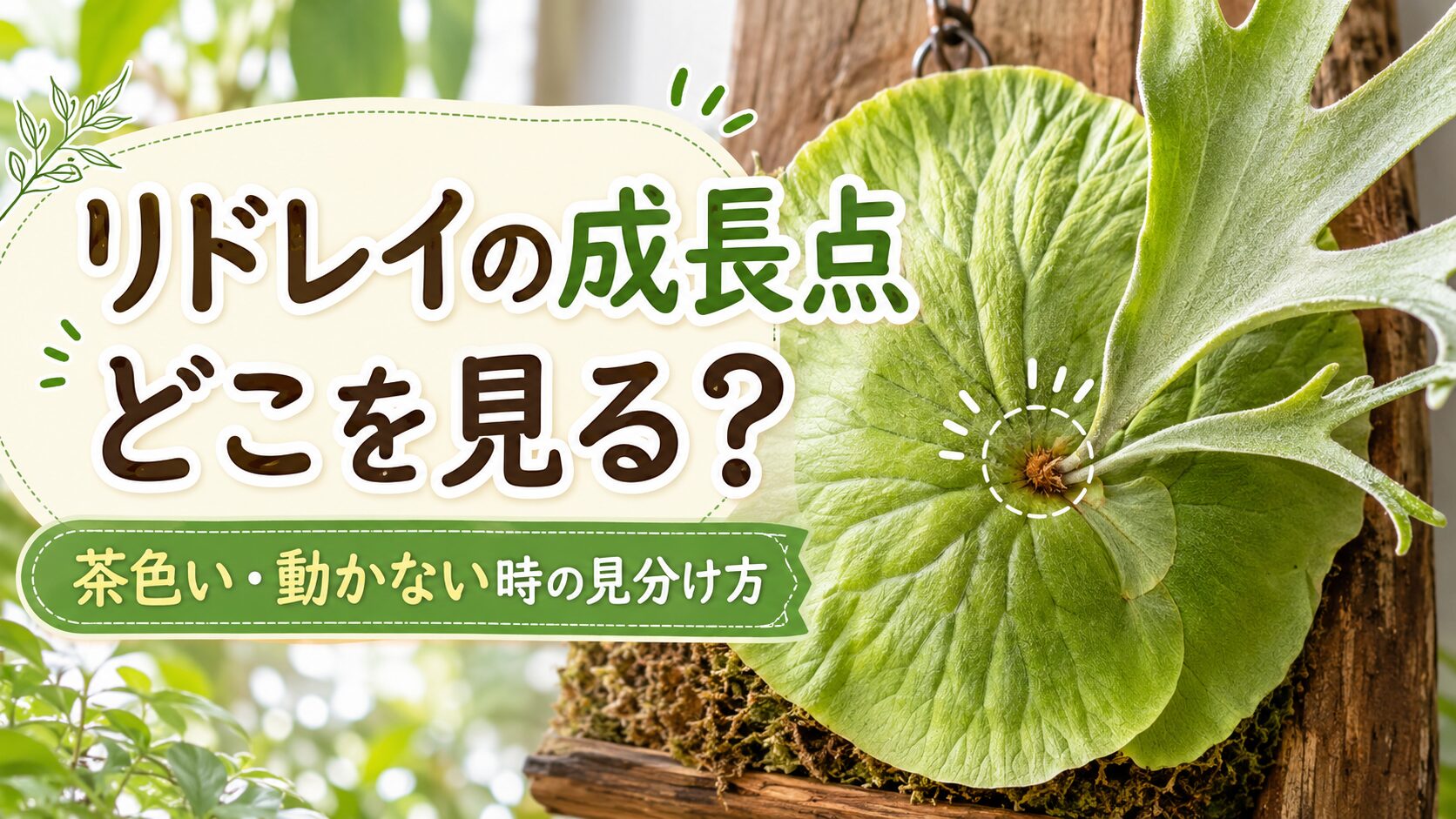 板付けしたビカクシダ・リドレイの成長点の位置を示したアイキャッチ画像。貯水葉と胞子葉を背景に、リドレイの成長点の見方や、茶色い・動かない時の見分け方を紹介している。