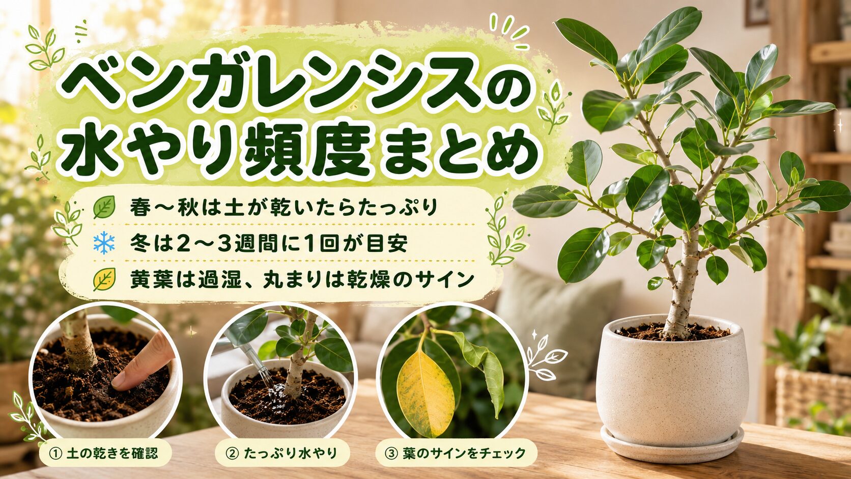 フィカス・ベンガレンシスの水やり頻度まとめ画像。春から秋は土が乾いたらたっぷり、冬は2〜3週間に1回が目安で、黄葉は過湿、葉の丸まりは乾燥のサインとわかりやすく整理している。