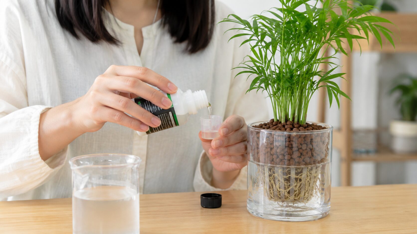 水耕栽培のテーブルヤシに与える液肥を、計量キャップで薄めながら準備している手元の様子