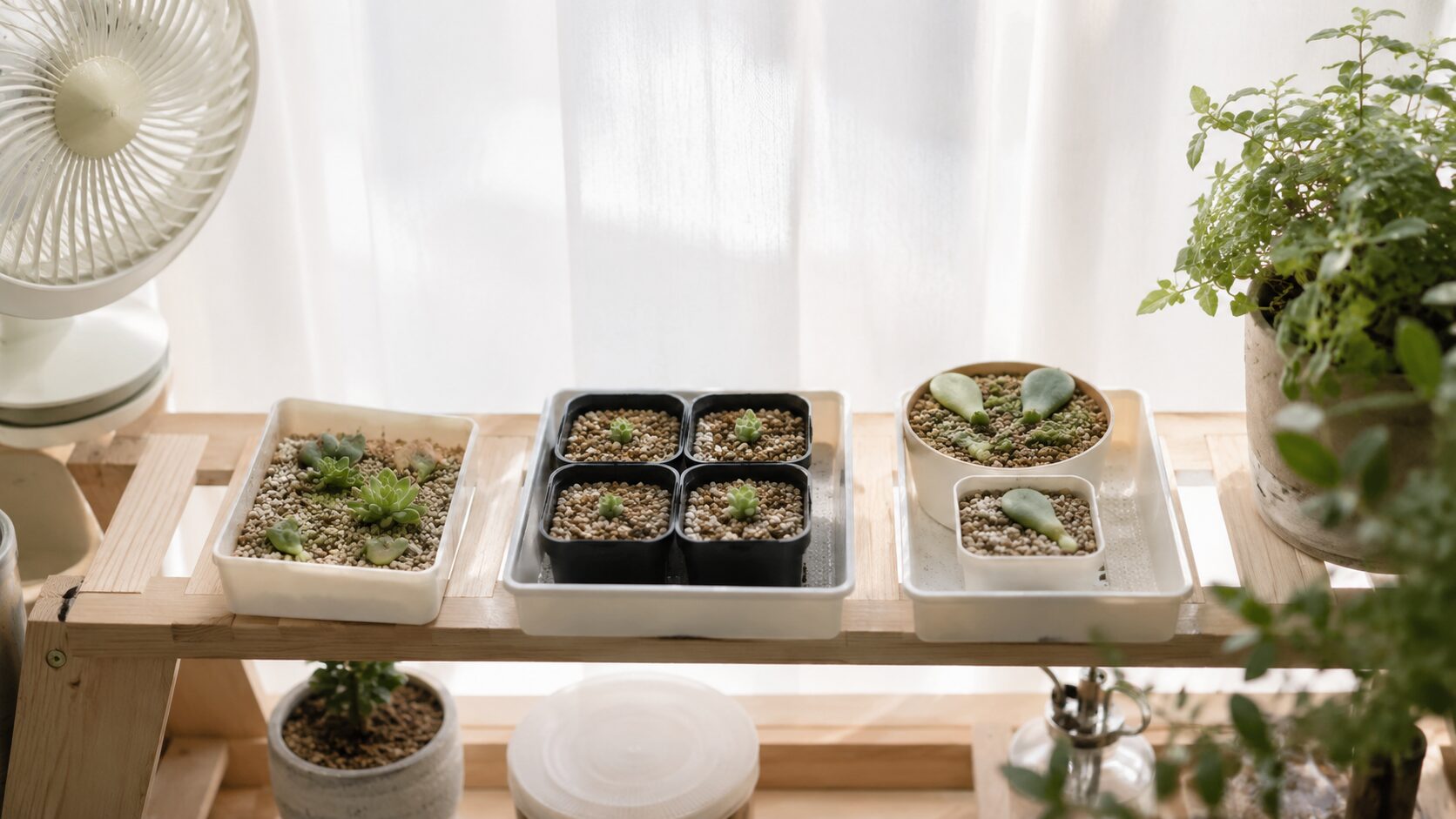 ハオルチアの増やし方｜株分け葉挿し根挿しの基本手順と適期 | 植物暮らし