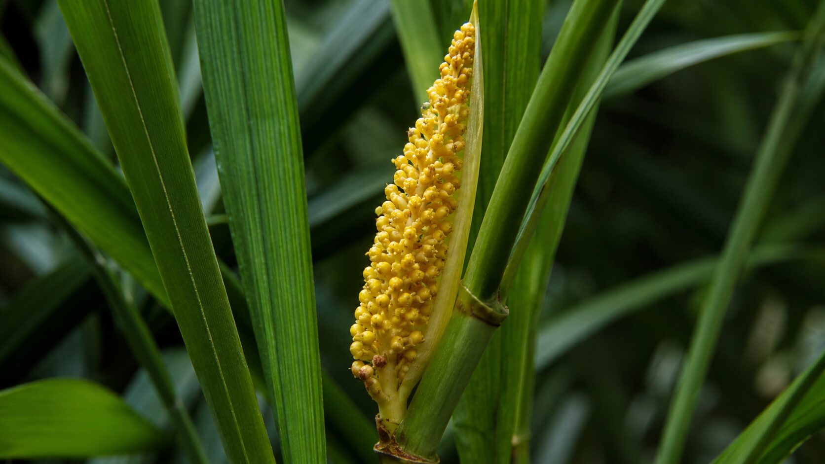 テーブルヤシの葉の間から伸びる黄色い小花の花序をアップで写し、珍しい花の特徴が分かる画像