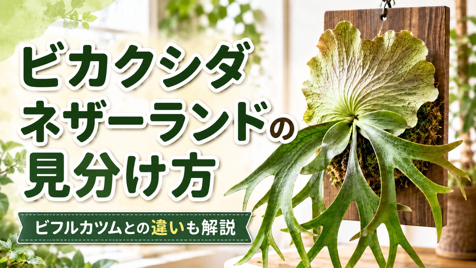 ビカクシダネザーランドの見分け方と特徴を初心者向けに解説 | 植物暮らし