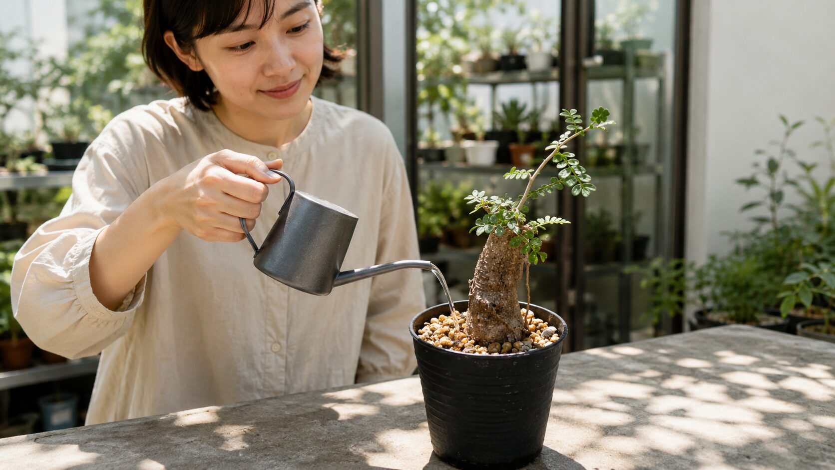 オペルクリカリア・パキプスの根挿し10年後の姿と成功のコツ | 植物暮らし