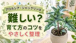 アロカシア・ジャックリンは難しい？失敗しない育て方完全ガイド