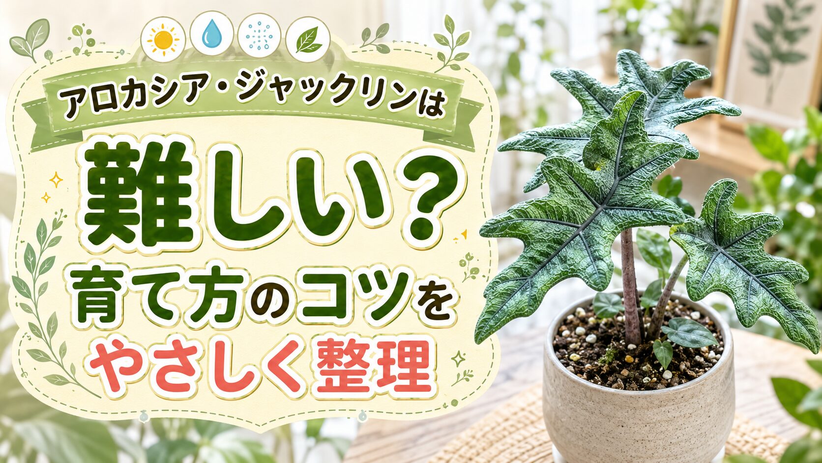 アロカシア・ジャックリンは難しい？失敗しない育て方完全ガイド
