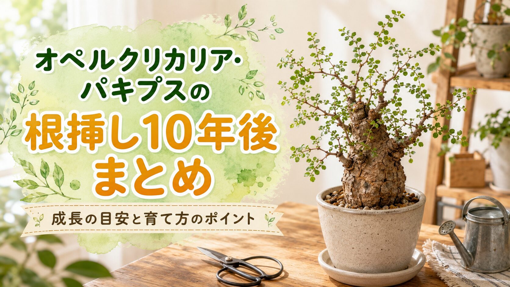 オペルクリカリア・パキプスの根挿し10年後のまとめをイメージした画像。太い幹と細かな葉を付けたパキプスの鉢植えと、成長の目安や育て方のポイントを伝えるタイトル入り。