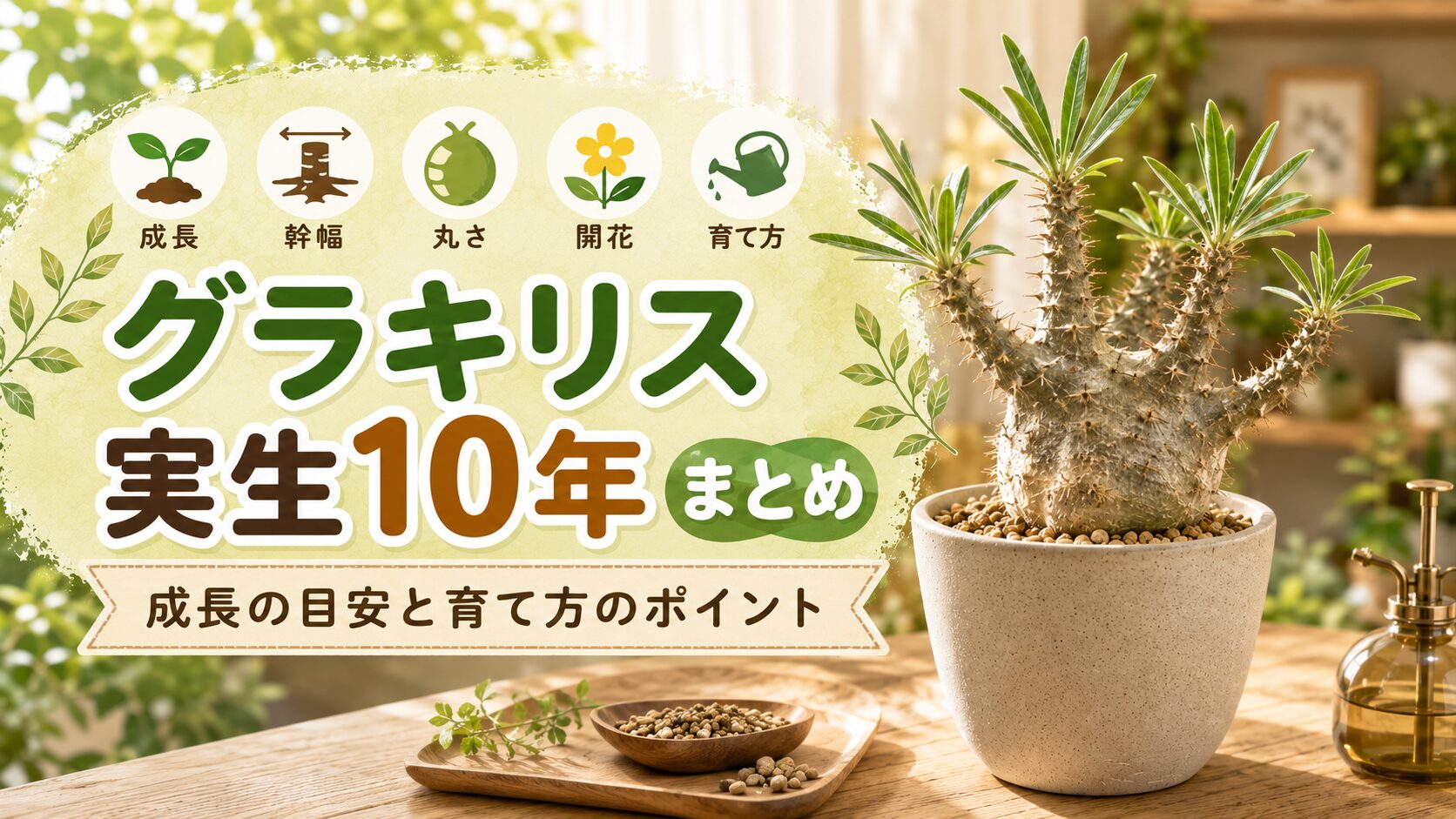 パキポディウム・グラキリス実生10年の成長、幹幅、丸さ、開花、育て方をまとめた画像