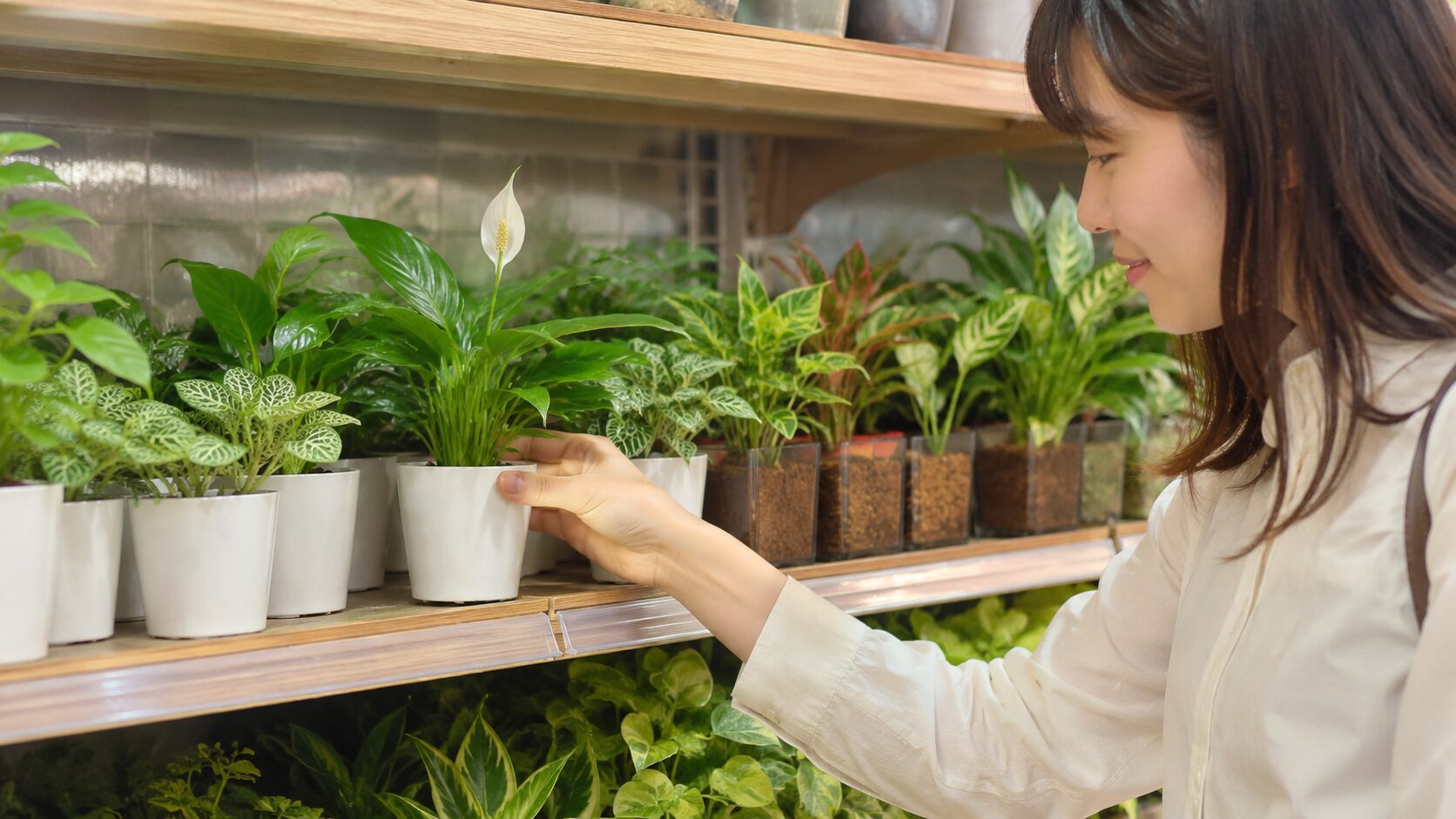 ダイソーのような観葉植物売り場でスパティフィラムを選ぶ様子の画像