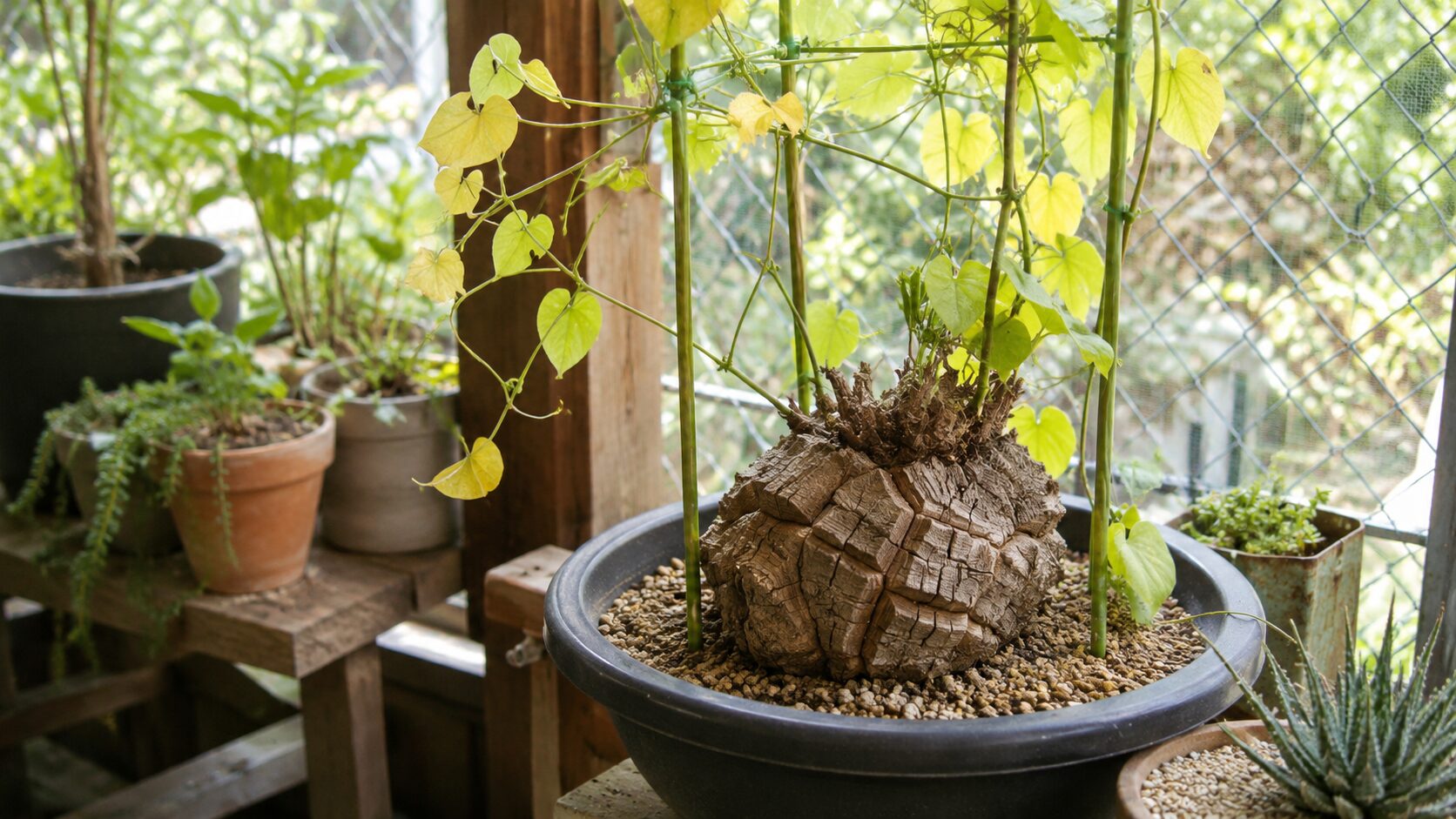 休眠期の管理環境で育てる鉢植えの亀甲竜