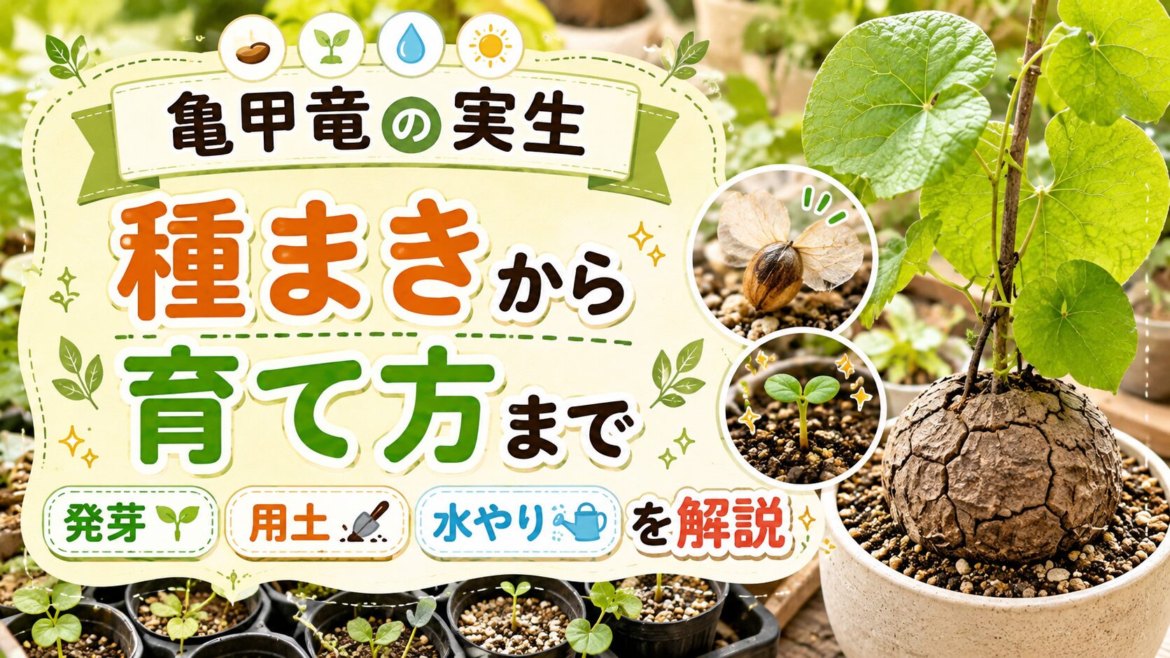 亀甲竜の実生育成完全ガイド｜発芽させる種まきと育て方の基本知識