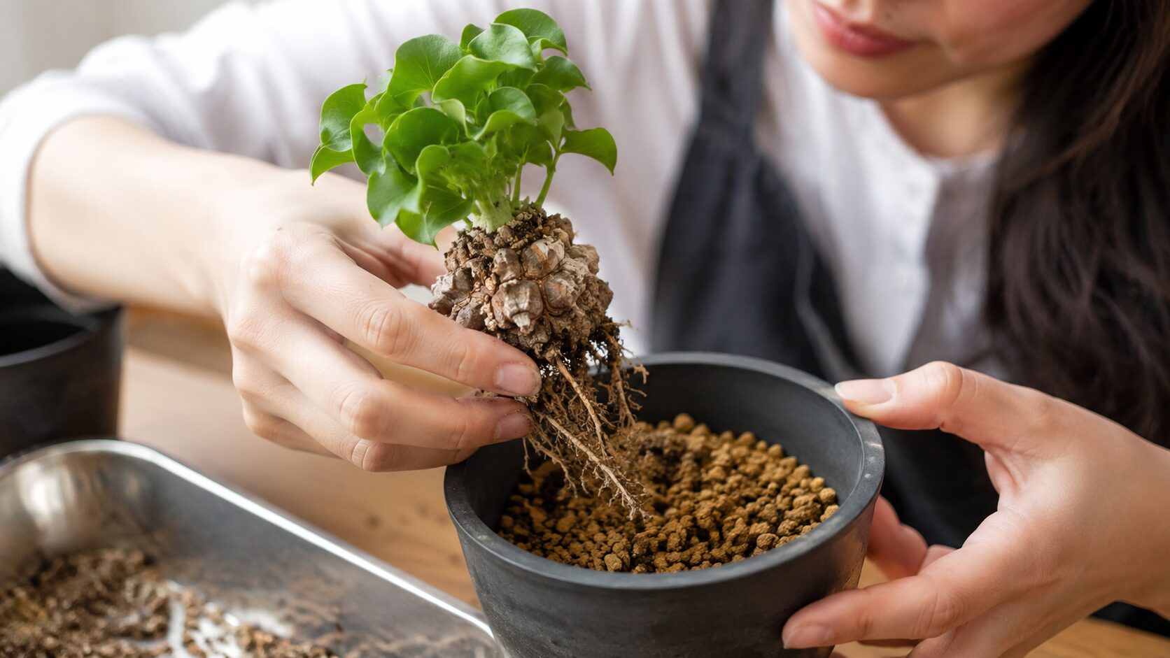 日本人女性が亀甲竜の実生苗の根を傷めないよう新しい鉢へ植え替えている様子
