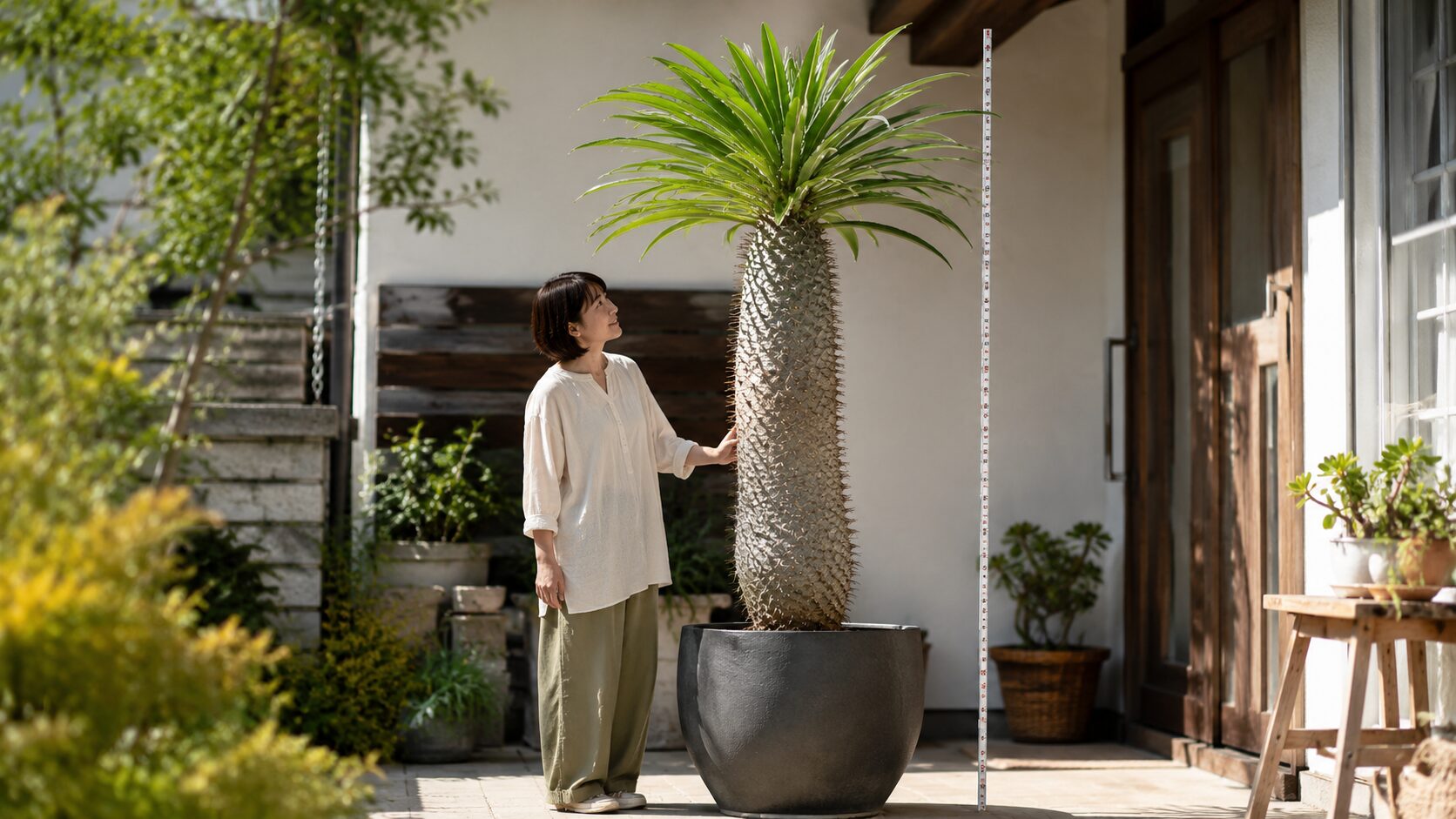 日本の住宅で女性の背丈を超えて育った鉢植えのパキポディウム・ラメリー