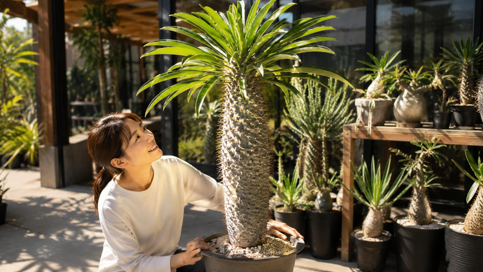 日差しの中で元気に育つパキポディウム・ラメリーを観察する日本人女性