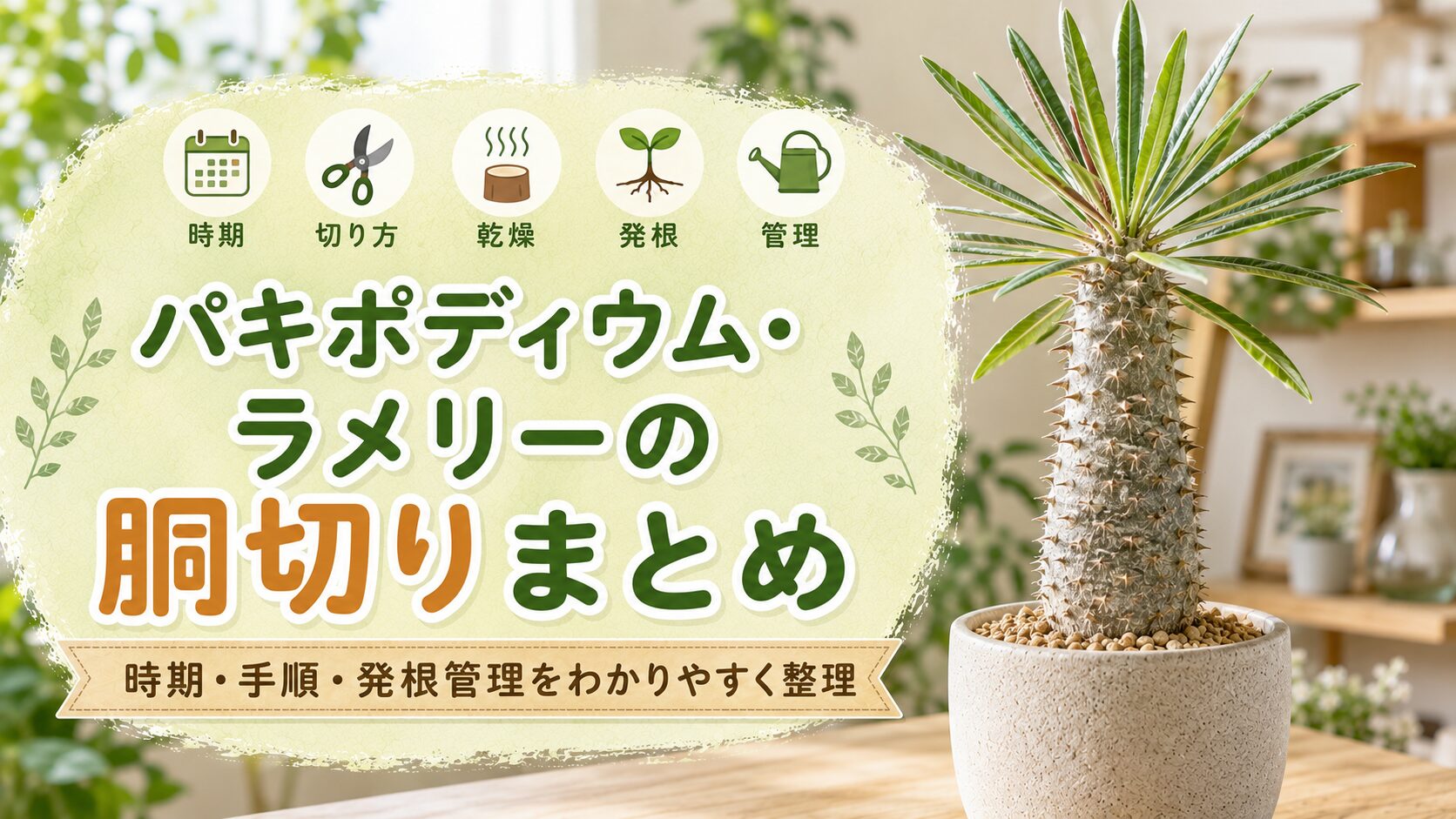 パキポディウム・ラメリーの胴切りについて、時期・切り方・乾燥・発根・管理のポイントをまとめた画像