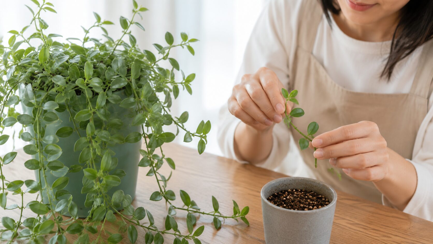 日本人女性がディスキディアの節付き茎を挿し木用に準備する様子